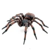 Araignée commune figurine 50292<Papo Outlet