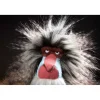 King Bombastic, singe en peluche Beast 39135<SIGIKID Fashion