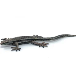 Lézard commun, figurine 50300<Papo Store