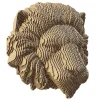 Trophée mural décoratif - Sculpture 3D en carton - Lion - Wall puzzle<Cartonic Flash Sale